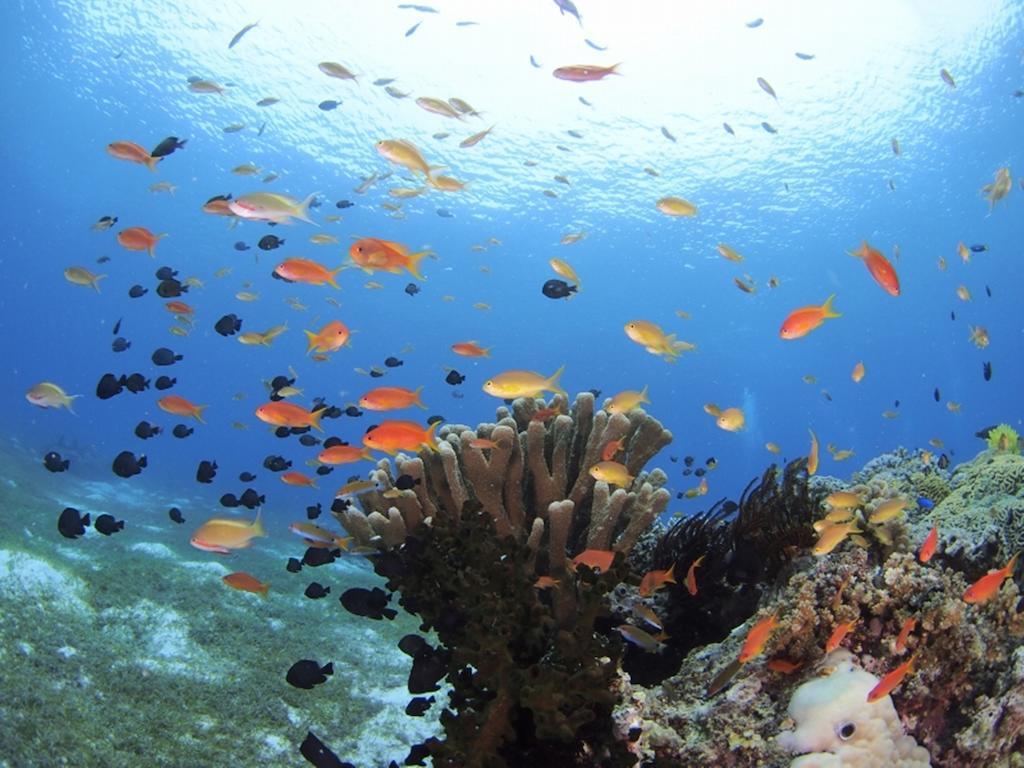 เซาท์ ปาล์ม รีสอร์ต Hotel ปางเลา ภายนอก รูปภาพ Coral reef