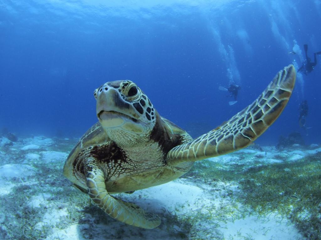 เซาท์ ปาล์ม รีสอร์ต Hotel ปางเลา ภายนอก รูปภาพ Green sea turtle